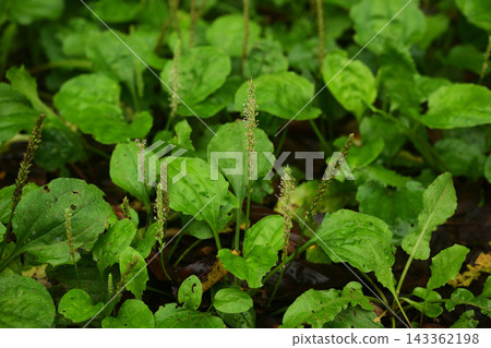 Large colony of plantain Large colony of plantain 143362198