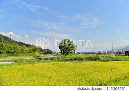 秋日的藍天,稻田開始變色。 秋日的藍天,稻田開始變色。 143362261