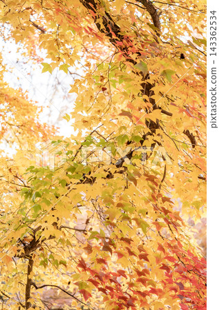 紅葉楓樹(Fuu) 紅葉楓樹(Fuu) 143362534