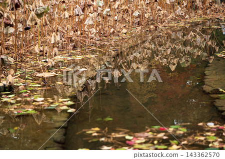 Withered lotus flowers reflected on the water's surface Withered lotus flowers reflected on the water's surface 143362570