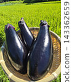 收穫的茄子 143362659