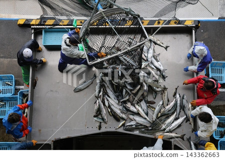 [Hokkaido] Hokkaido Utoro fishing port Autumn salmon landing 143362663