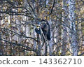 A bear cub eating wild grapes 143362710