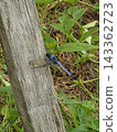 Orthetrum albisum 棲息在樹上 143362723