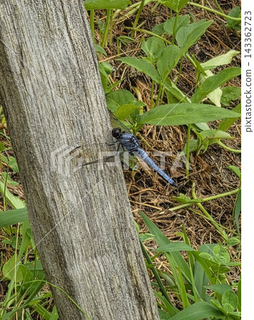 Orthetrum albisum perching on a tree Orthetrum albisum perching on a tree 143362723