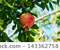 Red pomegranate fruits ripening on branches against a blue sky. 143362758