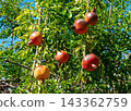 Red pomegranates, ripening abundantly on the branches against a blue sky. 143362759
