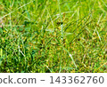 Close-up of sedge (weed) seed heads growing in clusters in the sunlight. 143362760