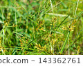 Close-up of sedge (weed) seed heads growing in clusters in the sunlight. 143362761