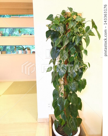 Oxycardium (10-inch pot), heart-shaped leaves, houseplant, mounted on a tree fern, tower style, wooden pot cover, Japanese modern design. Oxycardium (10-inch pot), heart-shaped leaves, houseplant, mounted on a tree fern, tower style, wooden pot cover, Japanese modern design. 143363176