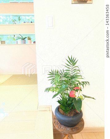 8吋盆栽植物組合：棕櫚樹、龍血樹、紅掌，亞洲/日式現代風格室內裝潢。 143363458
