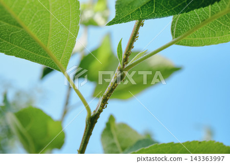 Green aphids infesting plant stem and tender leaves against blue sky Green aphids infesting plant stem and tender leaves against blue sky 143363997