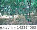 Camellia tree 143364063
