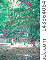 Camellia tree 143364064