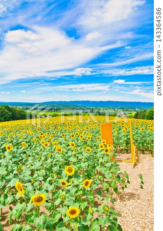 夏日風景 143364586