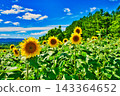 Summer festival 143364652