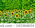 Summer festival 143364654
