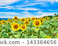Summer festival 143364656