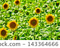 Summer festival 143364666