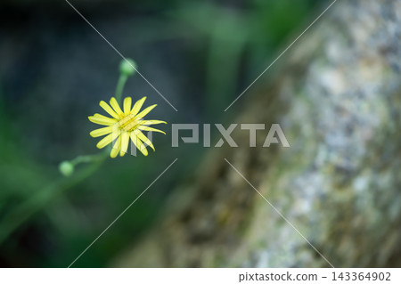 Crassotononna cacalioides 143364902