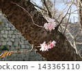 Cherry blossoms blooming against a stone wall backdrop 143365110