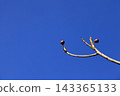 Ficus fruit and blue sky 143365133