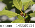 winter buds of Neolitsea sericea 143365134