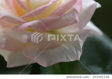 Light pink roses Light pink roses 143365136