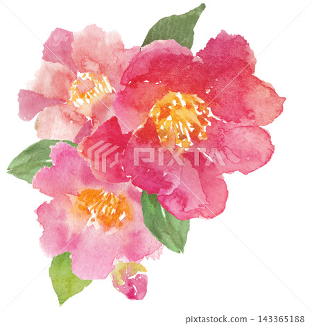 Watercolor camellia illustration material Watercolor camellia illustration material 143365188