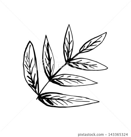 Simple hand-drawn vector drawing in black outline. Branch with rowan leaves isolated on white background. Element of nature. 143365324