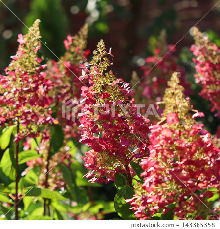 Hydrangea paniculata with conical pink and red flower clusters thriving outdoors, showcasing natural beauty and fresh petals Hydrangea paniculata with conical pink and red flower clusters thriving outdoors, showcasing natural beauty and fresh petals 143365358