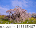 Miharu-cho Takizakura 143365487