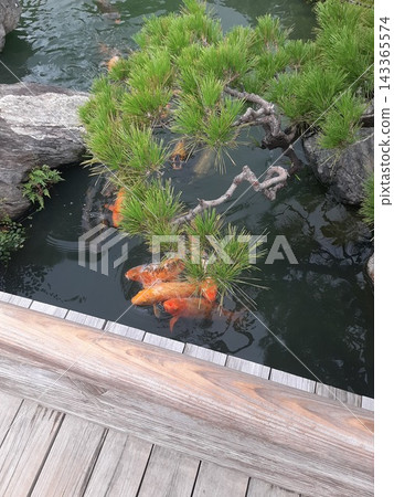 鯉魚游泳的池塘 143365574