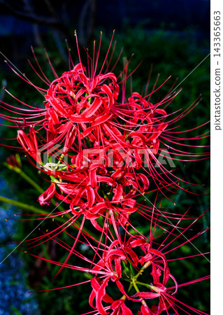 Red spider lilies growing in clusters Red spider lilies growing in clusters 143365663