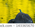 A kingfisher standing on the pond 143365670