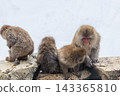 Snow Monkeys ~ Jigokudani Monkey Park ~ (Yamanouchi Town, Nagano Prefecture) 143365810