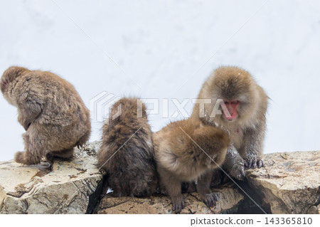 Snow Monkeys ~ Jigokudani Monkey Park ~ (Yamanouchi Town, Nagano Prefecture) Snow Monkeys ~ Jigokudani Monkey Park ~ (Yamanouchi Town, Nagano Prefecture) 143365810