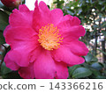 山茶花在想些什麼？ 143366216