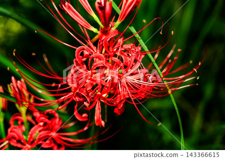 Spider lilies in full bloom Spider lilies in full bloom 143366615