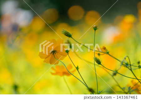 黃波斯菊 黃波斯菊 143367461