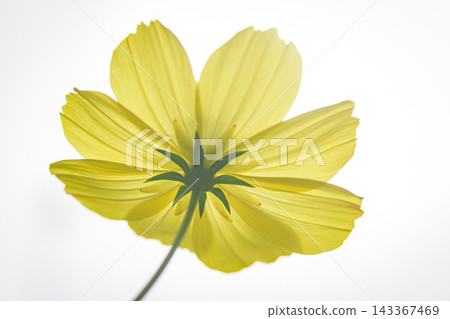 黃波斯菊 黃波斯菊 143367469