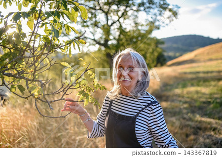 Active older woman enjoying peaceful walk through countryside in golden sunlight. 143367819