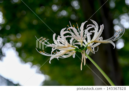 White cluster amaryllis White cluster amaryllis 143367828
