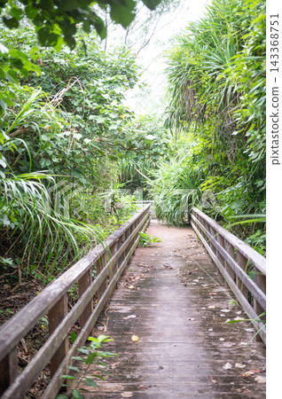Tropical plants. Tropical plants. 143368751