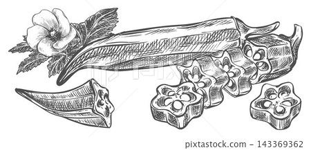 Hand drawn okra illustration. Vector image of fresh bhindi pod, sliced pieces, leaves and flowers. Ink line drawing of the Abelmoschus esculentus plant. Botanical illustration in an engraving style Hand drawn okra illustration. Vector image of fresh bhindi pod, sliced pieces, leaves and flowers. Ink line drawing of the Abelmoschus esculentus plant. Botanical illustration in an engraving style 143369362