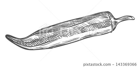 Hand drawn okra sketch. Farm fresh Bhindi Detailed vector art. Abelmoschus esculentus plan ink Line clipart. Botanical drawing imitating engraving. Illustration ladys fingers vegetable. Hand drawn okra sketch. Farm fresh Bhindi Detailed vector art. Abelmoschus esculentus plan ink Line clipart. Botanical drawing imitating engraving. Illustration ladys fingers vegetable. 143369366