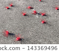 Fallen Red Powderpuff Flowers on Concrete Surface 143369496