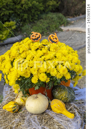 Halloween pumpkin decorations adorning vibrant yellow chrysanthemums on hay Halloween pumpkin decorations adorning vibrant yellow chrysanthemums on hay 143369514
