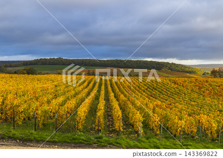 Autumn vineyard rows in the Marne, Grand Est, France Autumn vineyard rows in the Marne, Grand Est, France 143369822