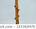 Snails climbing a deteriorated yellow metal post. 143369976